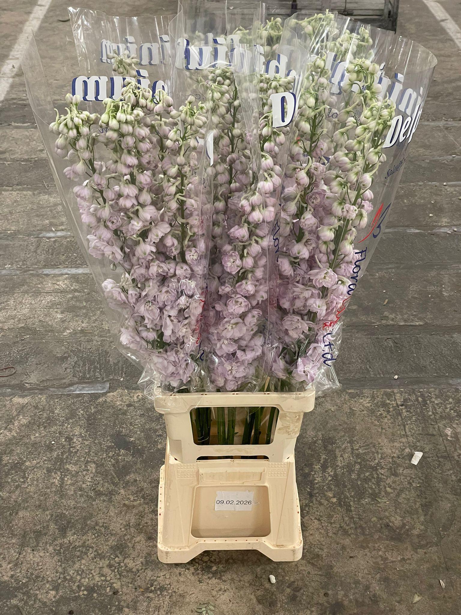 Срезанные цветы оптом Delphinium do el dewi pink spijker от 25шт из Голландии с доставкой по России