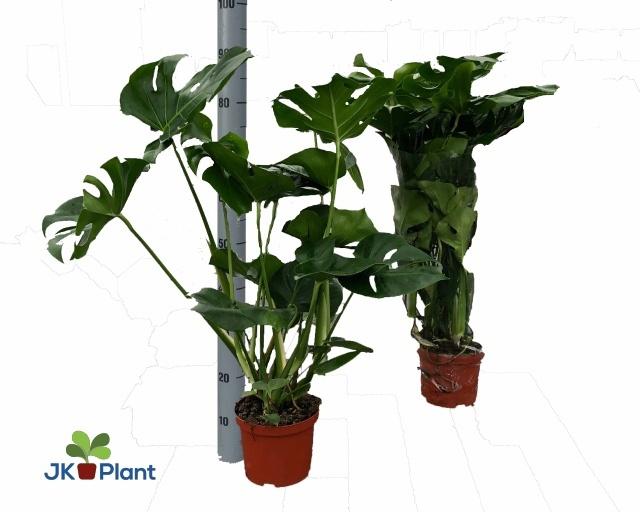 Горшечные цветы и растения оптом Monstera Deliciosa от 6шт из Голландии с доставкой по России