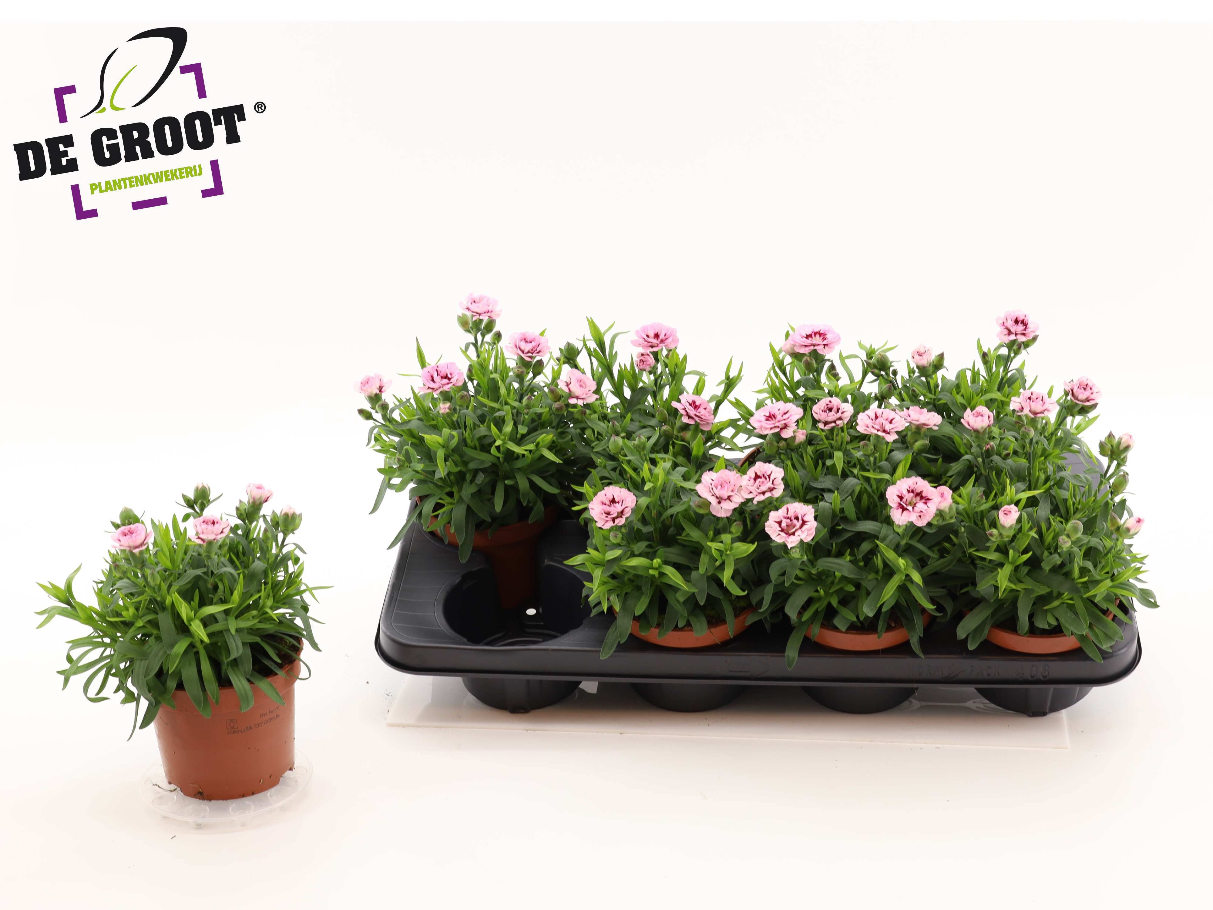 Горшечные цветы и растения оптом Dian Osc Purple Star от 8шт из Голландии с доставкой по России