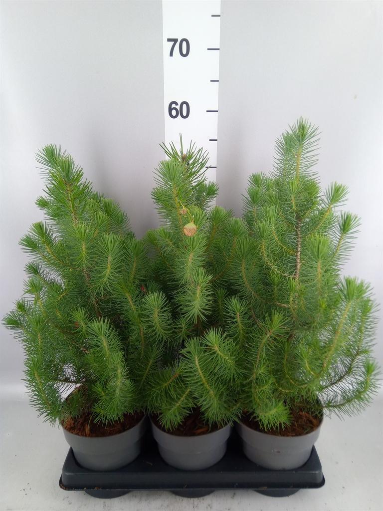 Горшечные цветы и растения оптом Pinus Pinea silver Crest A от 6шт из Голландии с доставкой по России