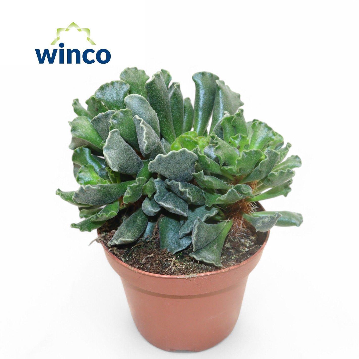 Горшечные цветы и растения оптом Adromischus Cristatus от 6шт из Голландии с доставкой по России