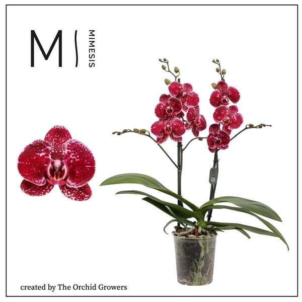 Горшечные цветы и растения оптом Phal 2st Eduction 16+ Mimesis от 10шт из Голландии с доставкой по России
