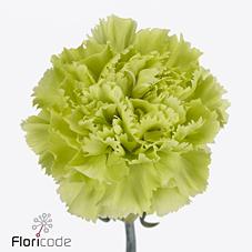 Срезанные цветы оптом Dianthus st green marty от 240шт из Голландии с доставкой по России