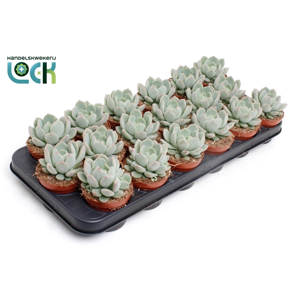 Горшечные цветы и растения оптом Echeveria Secunda от 12шт (для телеги) из Голландии с доставкой по России