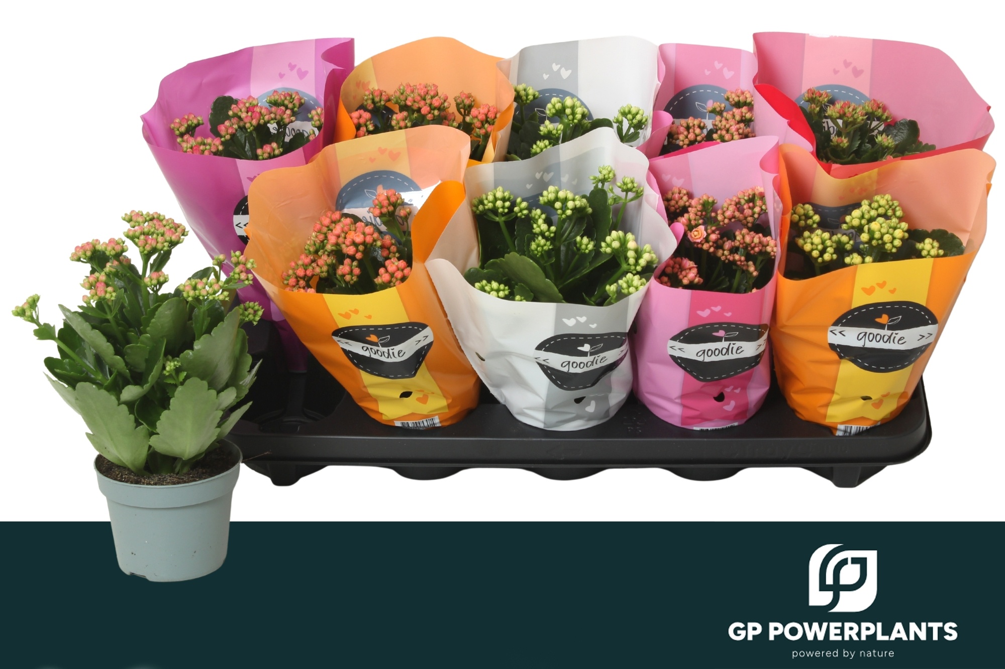 Горшечные цветы и растения оптом Kal Ge Perf Gem 6 Kl от 10шт из Голландии с доставкой по России