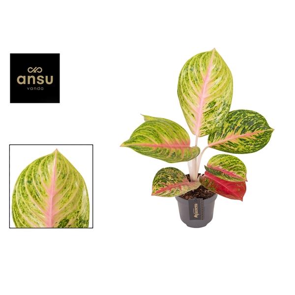 Горшечные цветы и растения оптом Aglaonema Grand Blossom от 6шт из Голландии с доставкой по России