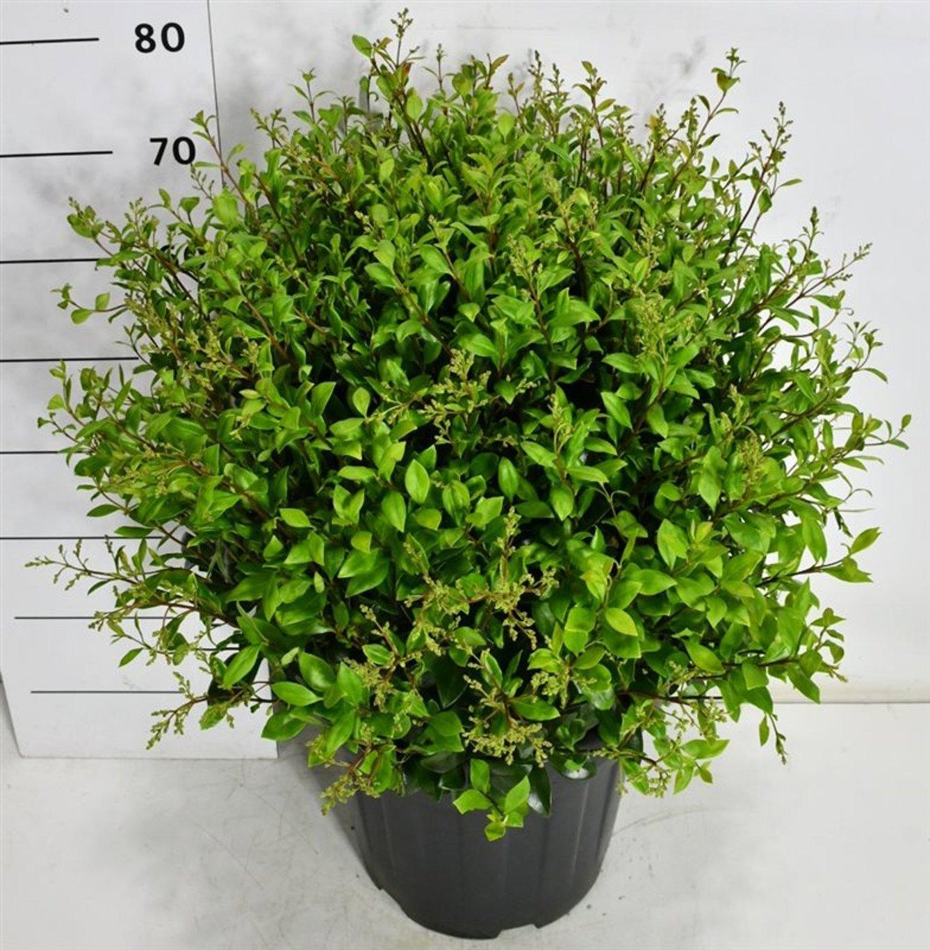 Горшечные цветы и растения оптом Ligustrum J. texanum от 1шт из Голландии с доставкой по России