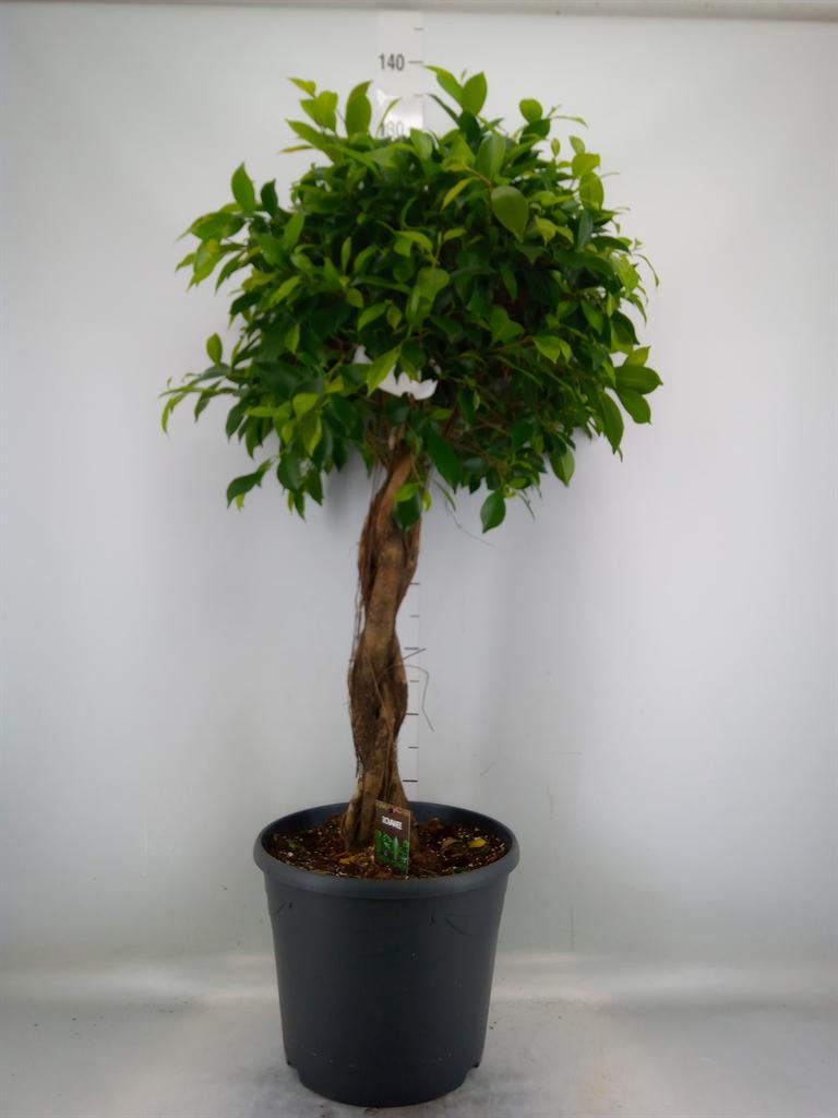 Горшечные цветы и растения оптом Ficus Microcarpa   ... от 1шт из Голландии с доставкой по России