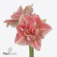 Срезанные цветы оптом Hippeastrum double lovely nymph от 12шт из Голландии с доставкой по России