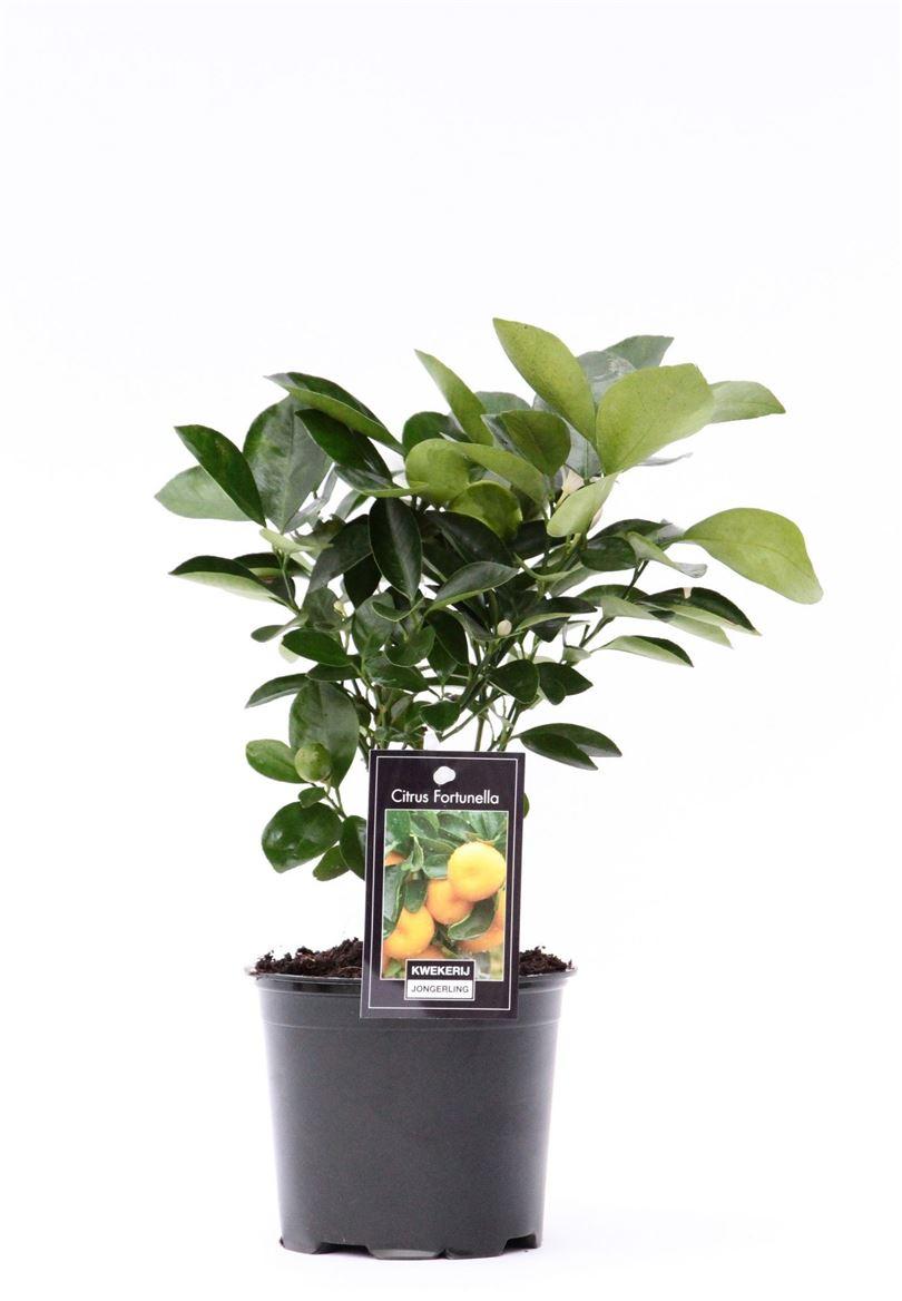 Горшечные цветы и растения оптом Citrus Calamondin от 10шт (для телеги) из Голландии с доставкой по России