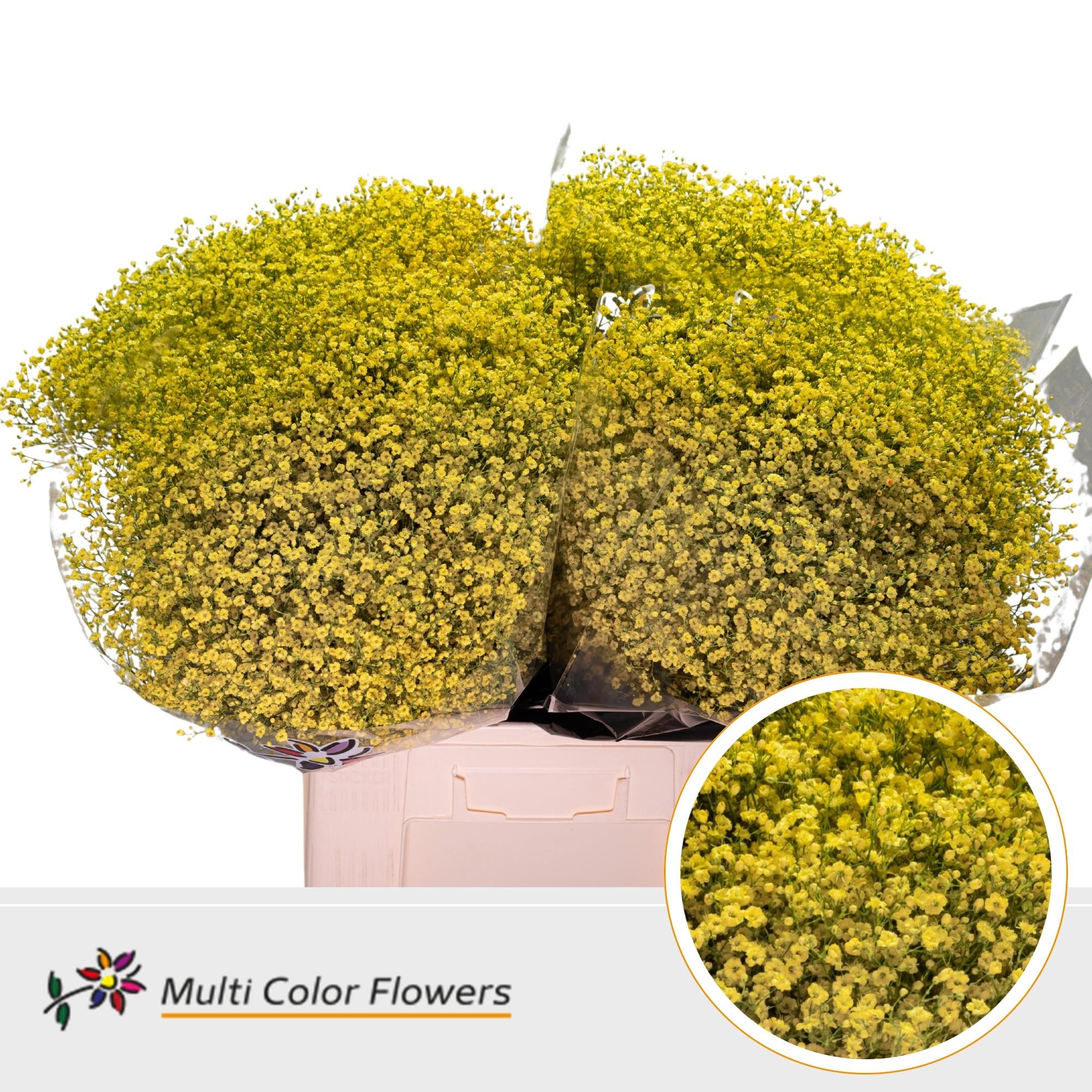 Срезанные цветы оптом Gyps fine paint yellow от 75шт. из Голландии с доставкой по России