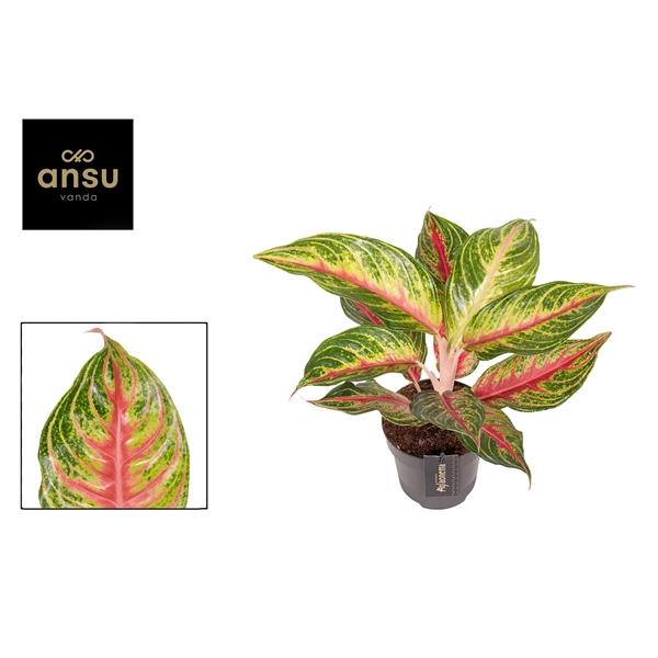 Горшечные цветы и растения оптом Aglaonema Eyecatcher Red от 6шт из Голландии с доставкой по России