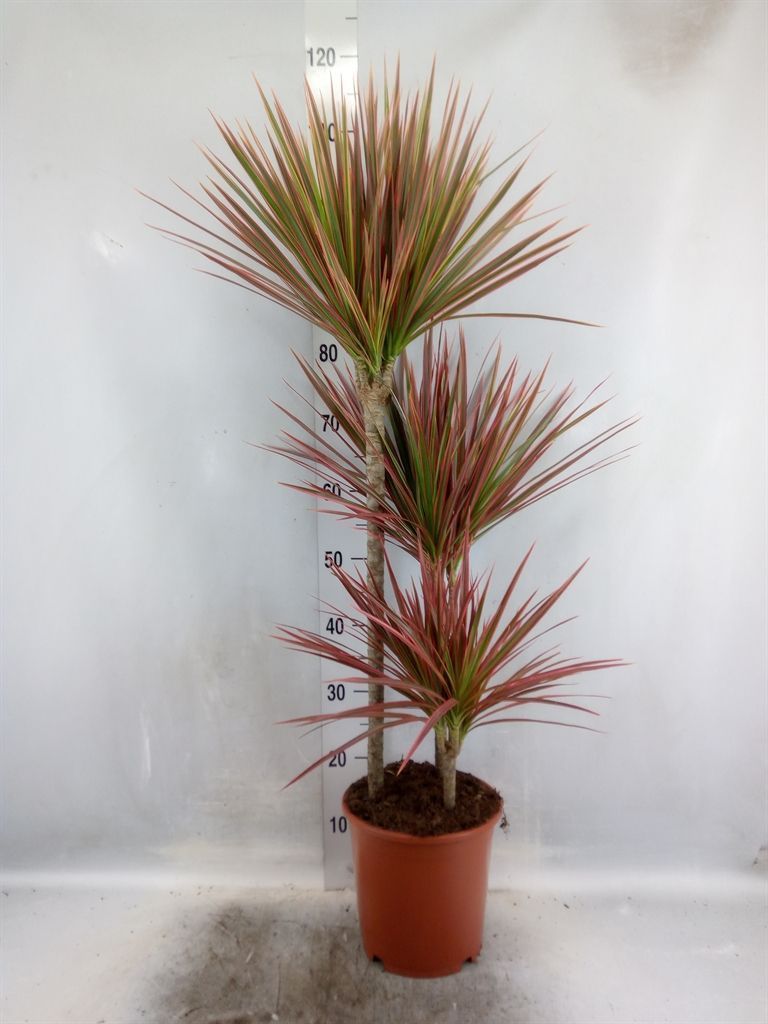 Горшечные цветы и растения оптом Dracaena от 1шт из Голландии с доставкой по России