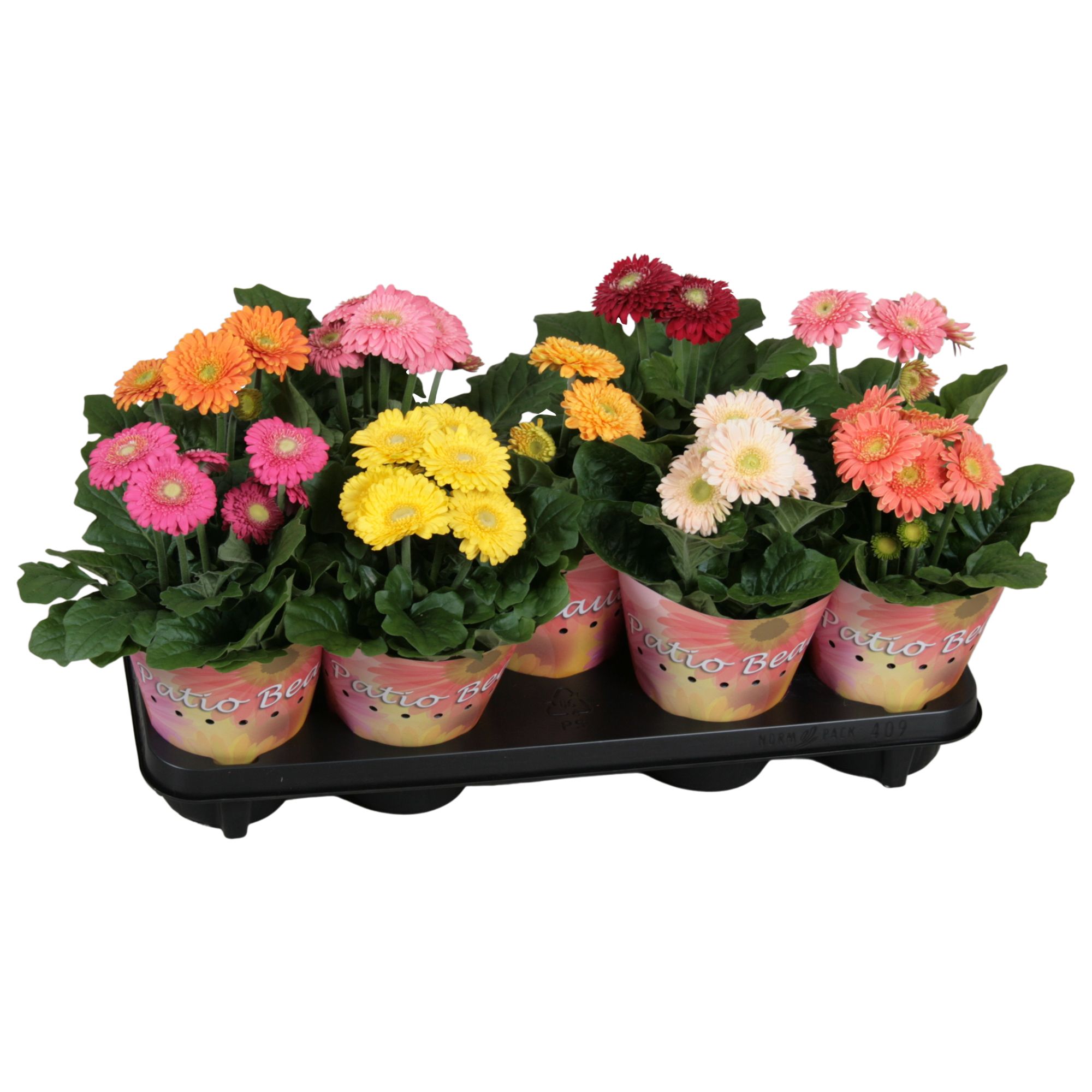 Горшечные цветы и растения оптом Gerbera Sundayz 12cm Dubbelbloemig Potcover от 9шт (для телеги) из Голландии с доставкой по России