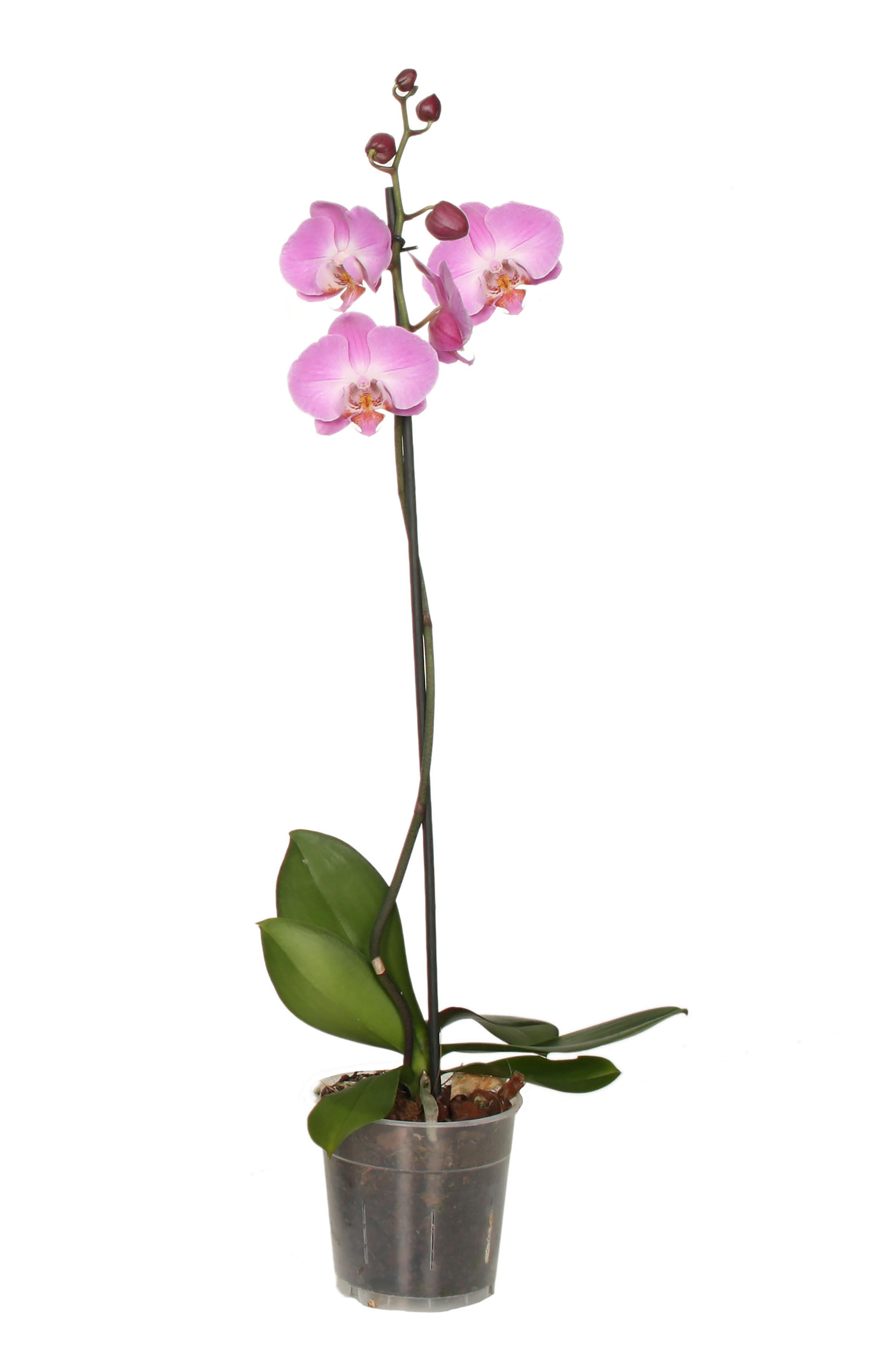 Горшечные цветы и растения оптом Phal 1st Pink (vg) от 10шт из Голландии с доставкой по России