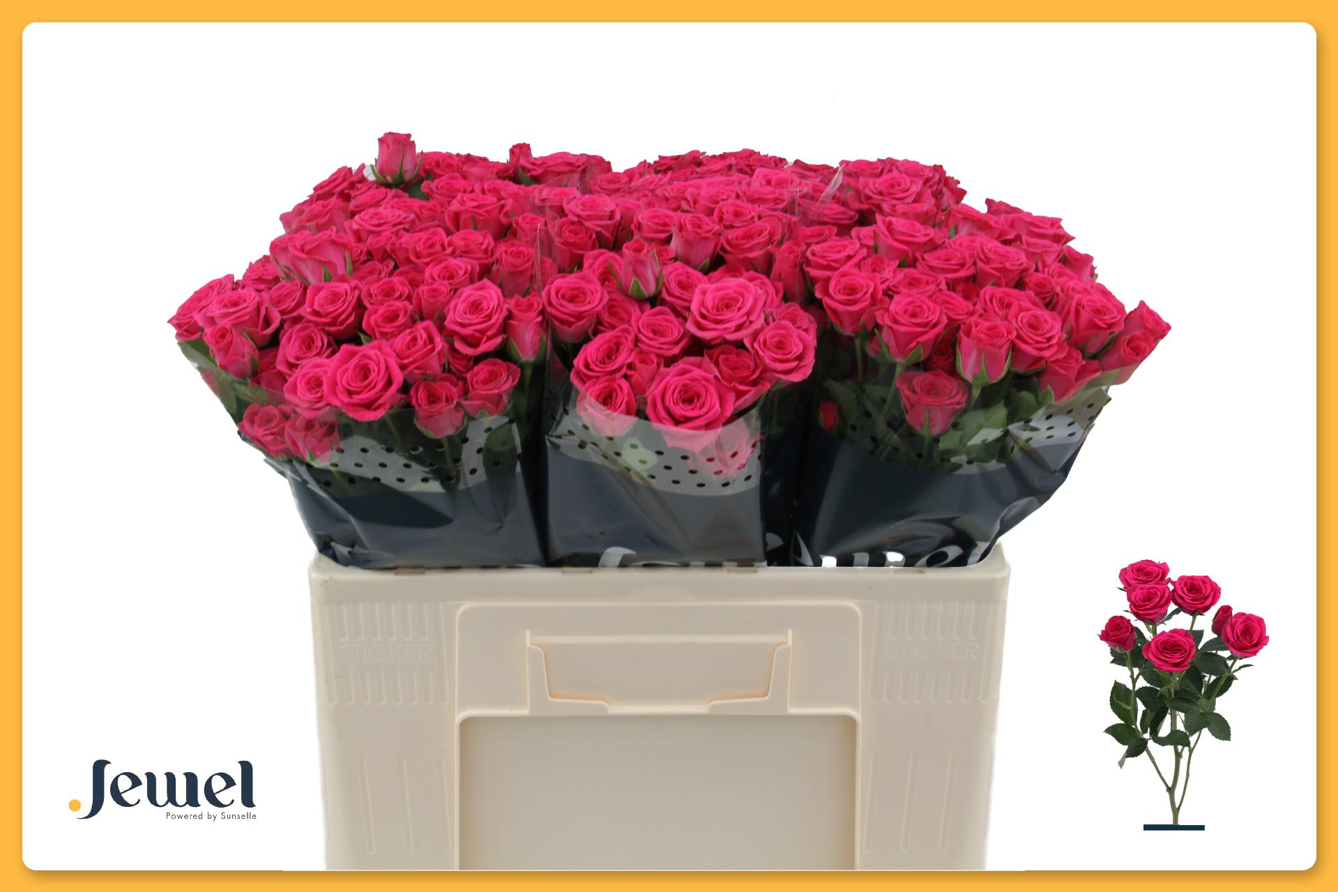 Срезанные цветы оптом Rosa spray pink yo-yo от 50шт из Голландии с доставкой по России