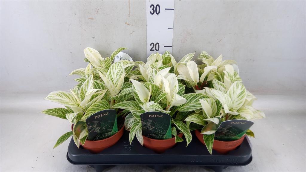 Горшечные цветы и растения оптом Philodendron Black Cardinal от 6шт' из Голландии с доставкой по России