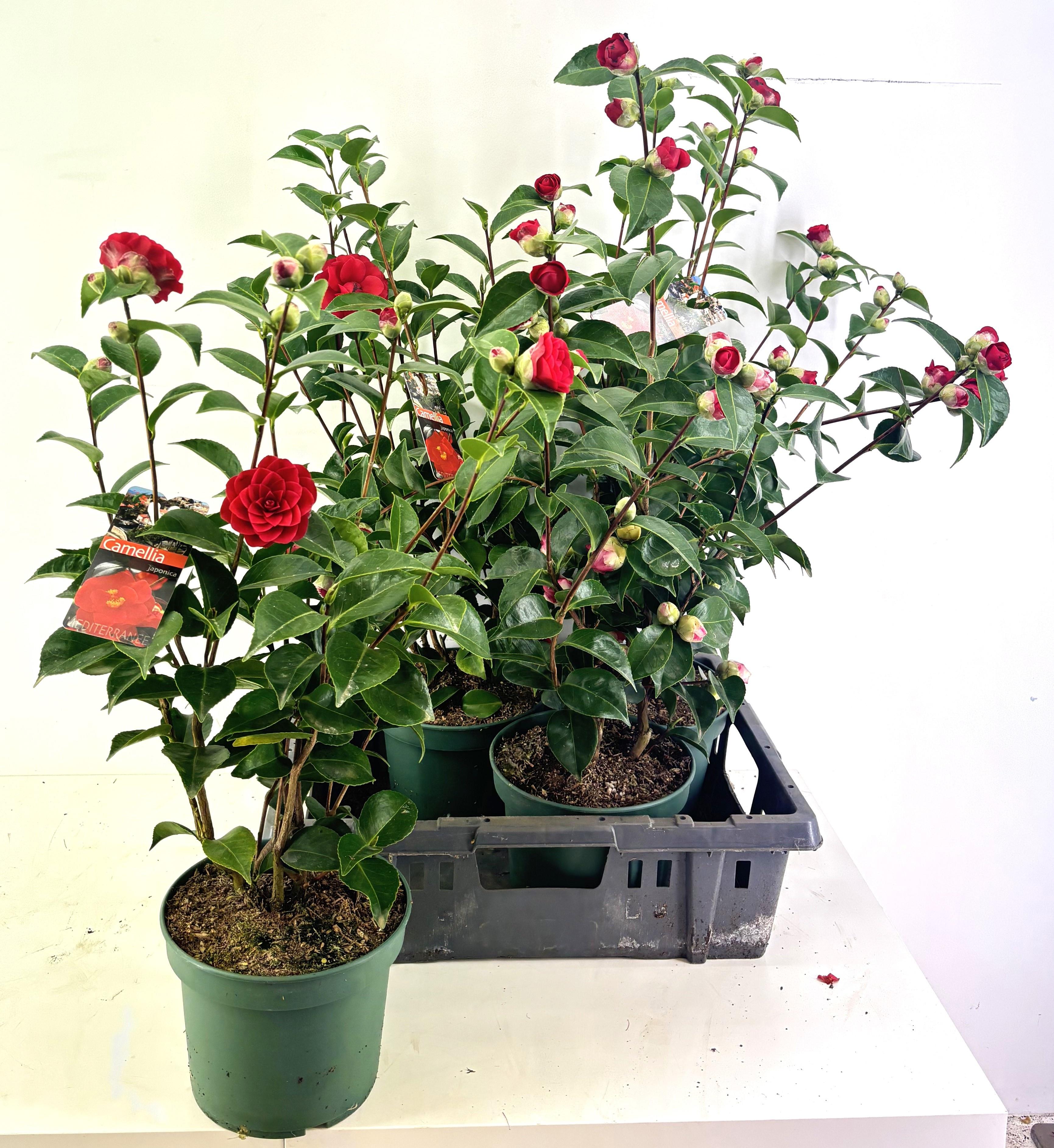 Горшечные цветы и растения оптом Came Japonica от 4шт из Голландии с доставкой по России