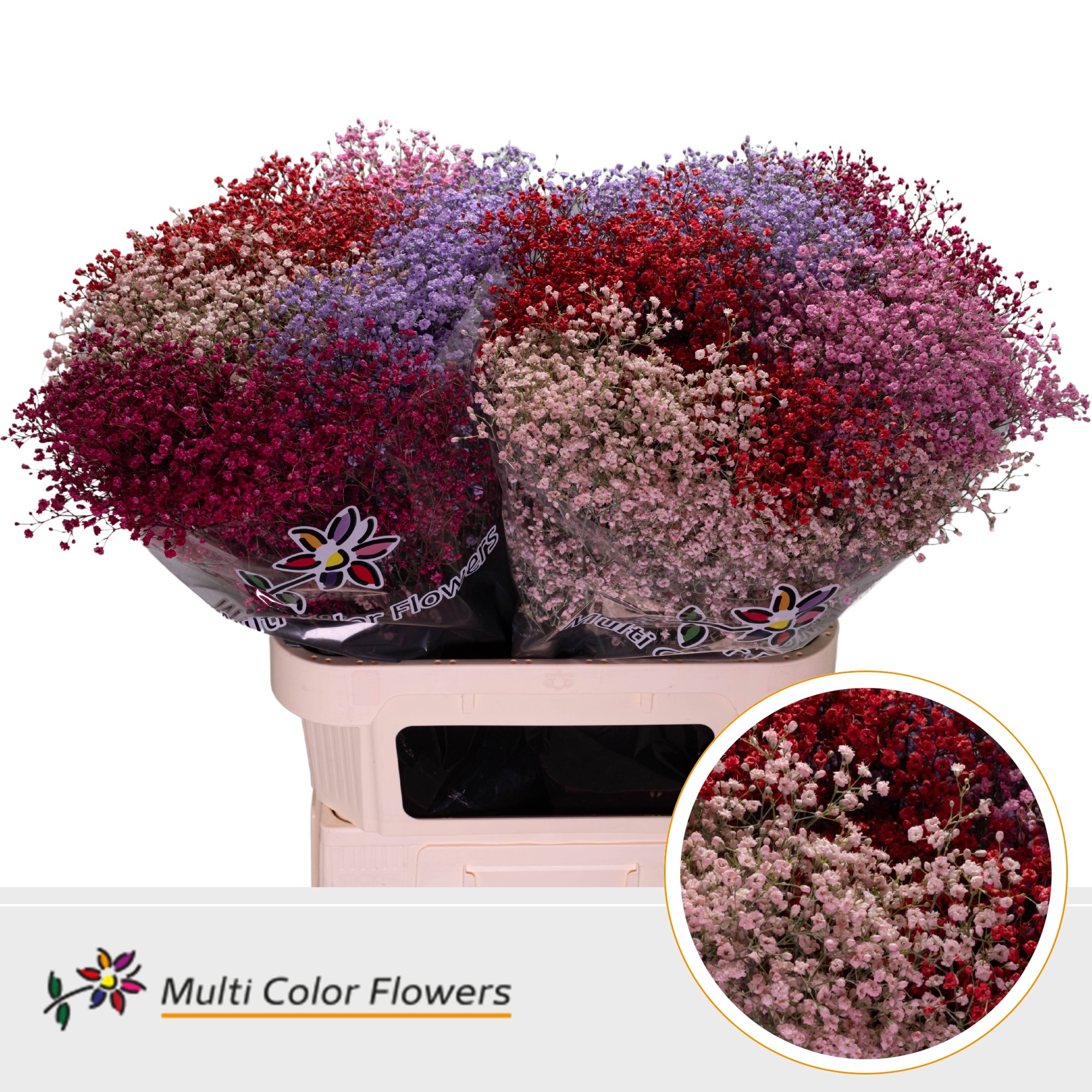 Срезанные цветы оптом Gyps fine paint mix love от 50шт. из Голландии с доставкой по России