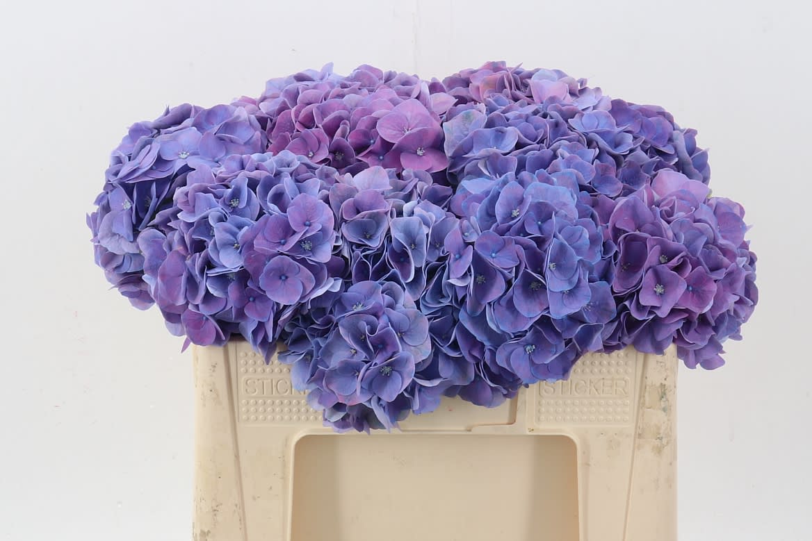 Срезанные цветы оптом Hydrangea my beautiful riviera от 10шт. из Голландии с доставкой по России