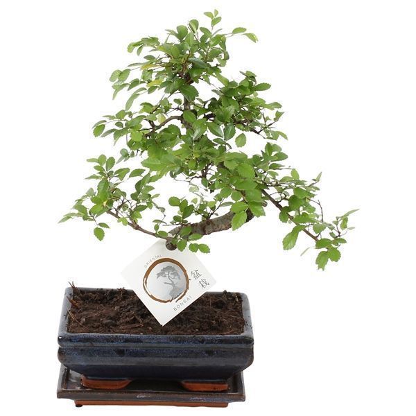 Горшечные цветы и растения оптом Bonsai Zelkova In Ceramic S-shape With Sau от 6шт из Голландии с доставкой по России