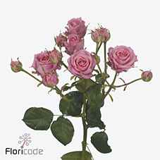 Срезанные цветы оптом Rosa sp emilia от 30шт из Голландии с доставкой по России