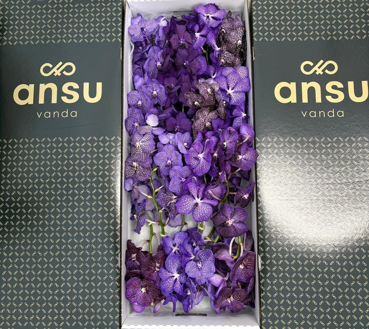 Срезанные цветы оптом Vanda mix purple per stem от 4шт.. из Голландии с доставкой по России