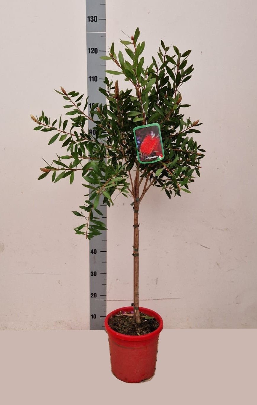 Горшечные цветы и растения оптом Callistemon Citrinus от 1шт из Голландии с доставкой по России