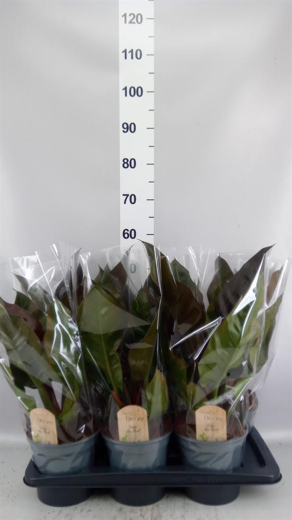 Горшечные цветы и растения оптом Philodendron imperial Red от 6шт из Голландии с доставкой по России