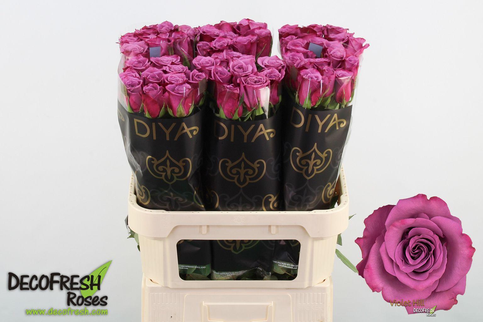 Срезанные цветы оптом Rosa large violet hill+ от 60шт из Голландии с доставкой по России Срезанные цветы оптом Rosa large violet hill+ от 60шт из Голландии с доставкой по России