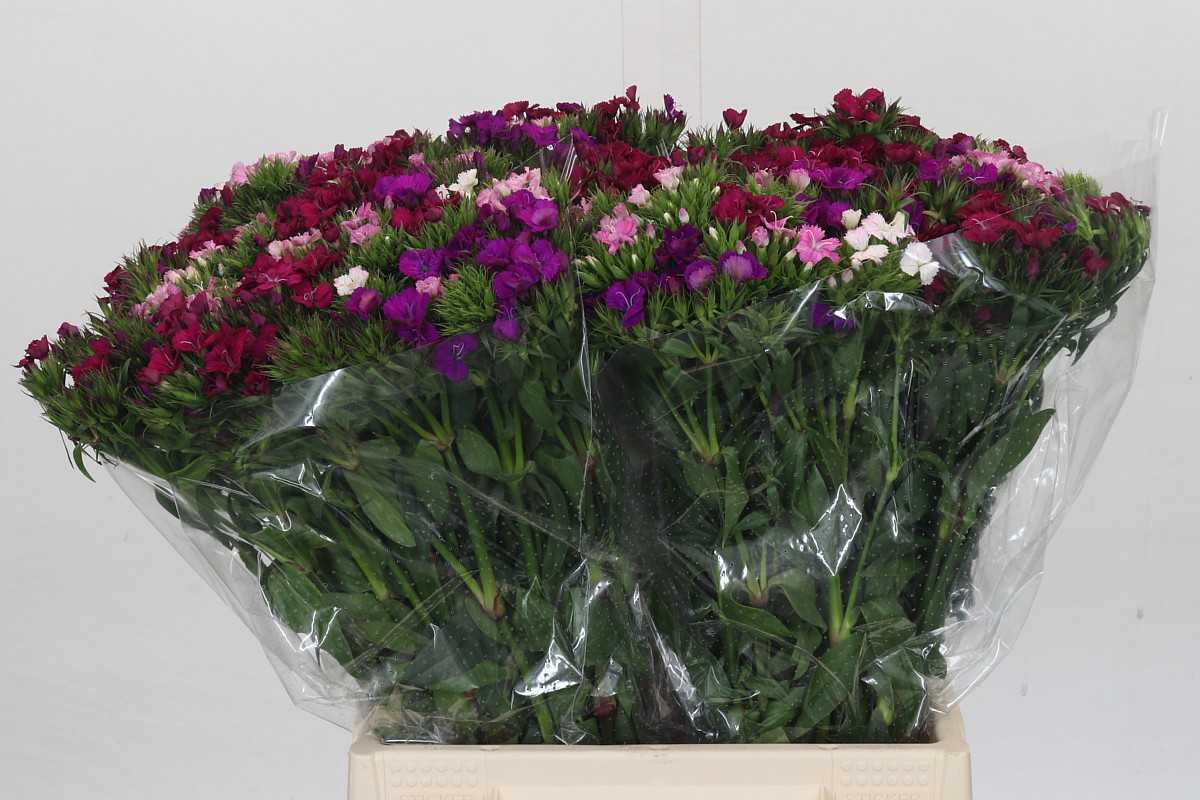 Срезанные цветы оптом Dianthus br rainbow от 150шт из Голландии с доставкой по России