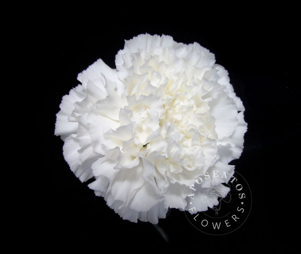 Срезанные цветы оптом Dianthus st moonlight (white) от 240шт. из Голландии с доставкой по России