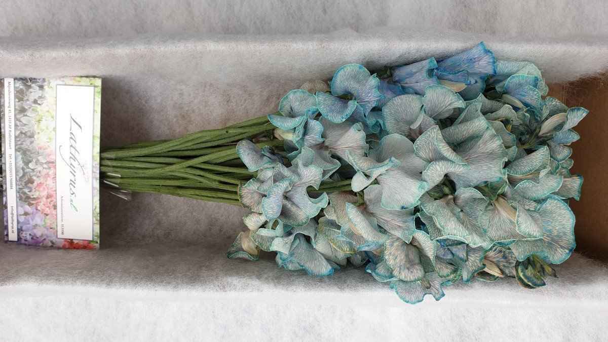 Срезанные цветы оптом Lathyrus paint blue magic от 30шт из Голландии с доставкой по России