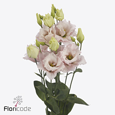 Срезанные цветы оптом Lisianthus do chaconne soft от 60шт из Голландии с доставкой по России