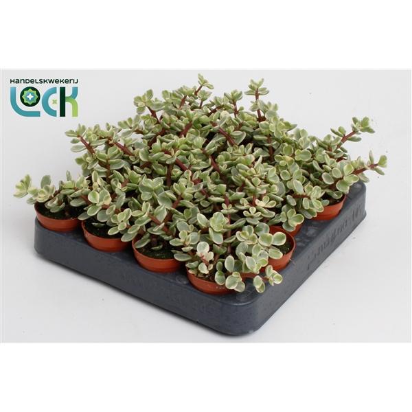 Горшечные цветы и растения оптом Portulacaria Afra Varigata от 20шт (для телеги) из Голландии с доставкой по России Горшечные цветы и растения оптом Portulacaria Afra Varigata от 20шт (для телеги) из Голландии с доставкой по России