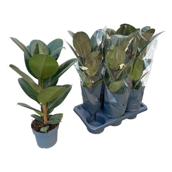 Горшечные цветы и растения оптом Ficus El Robusta 1pp от 6шт из Голландии с доставкой по России