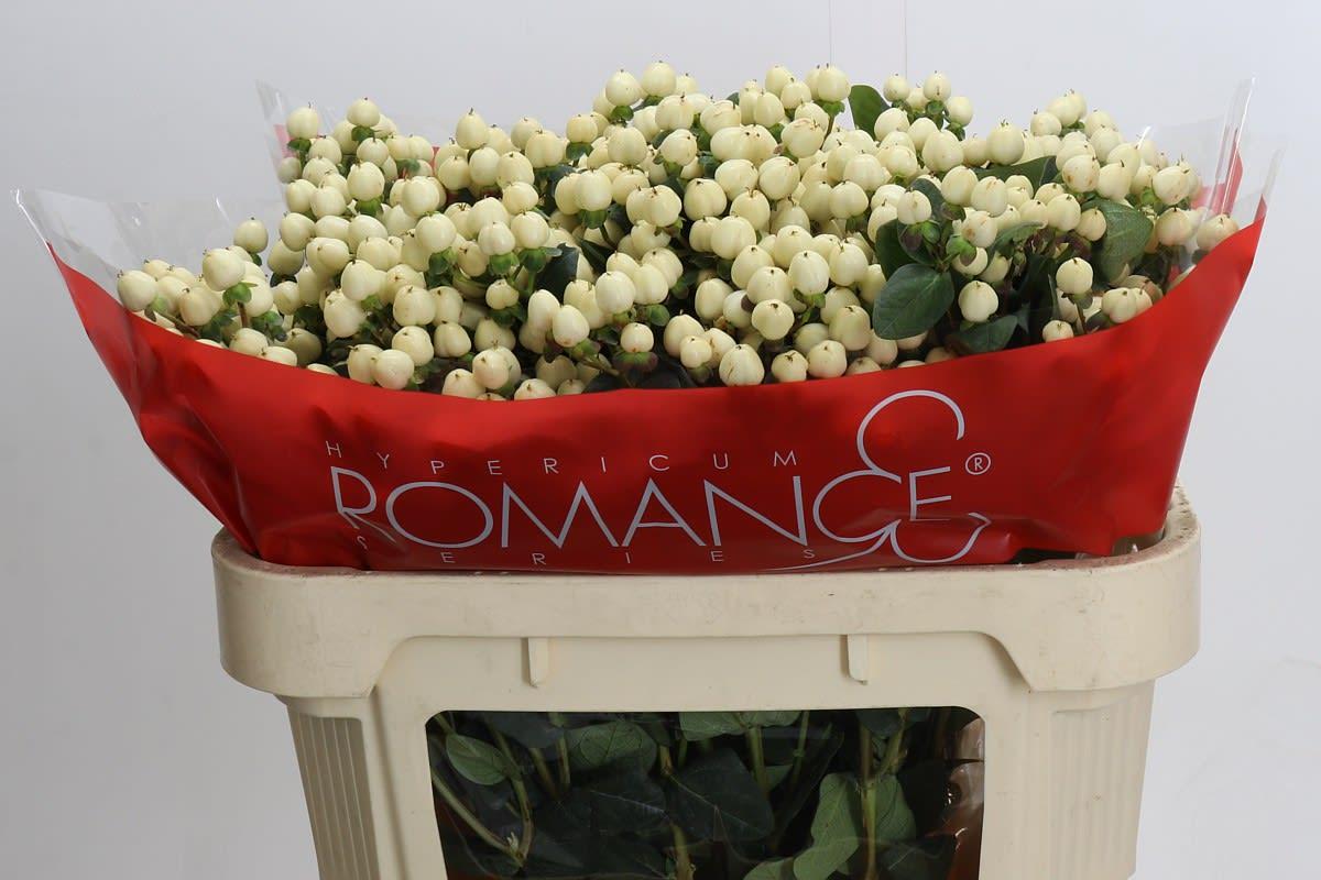 Срезанные цветы оптом Hypericum cool romance spray от 50шт из Голландии с доставкой по России