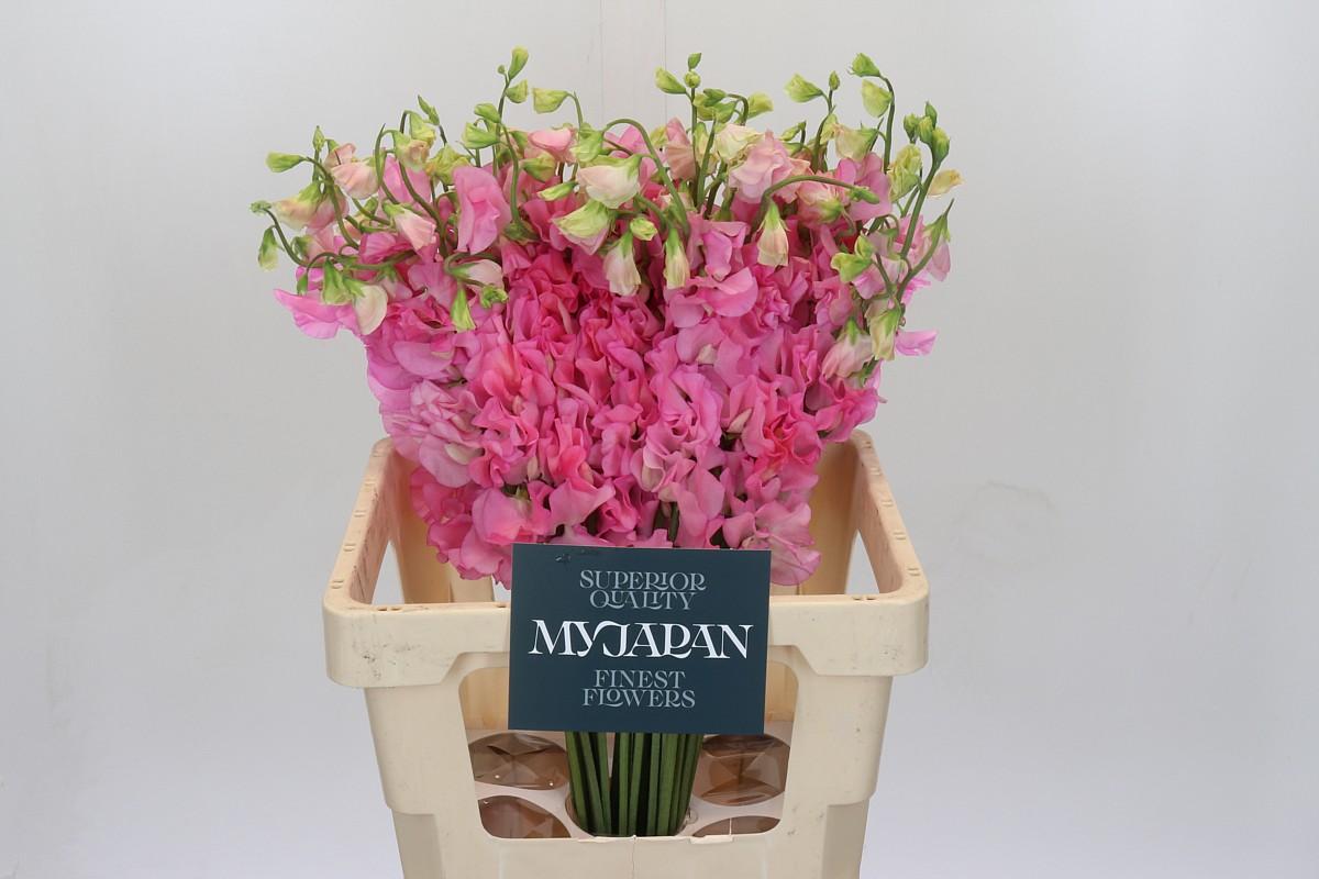 Срезанные цветы оптом Lathyrus od pink от 50шт из Голландии с доставкой по России