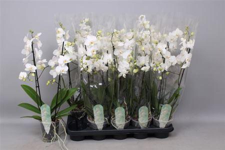 Горшечные цветы и растения оптом Phal Mf An Venice 2 Branches 22+ от 10шт из Голландии с доставкой по России