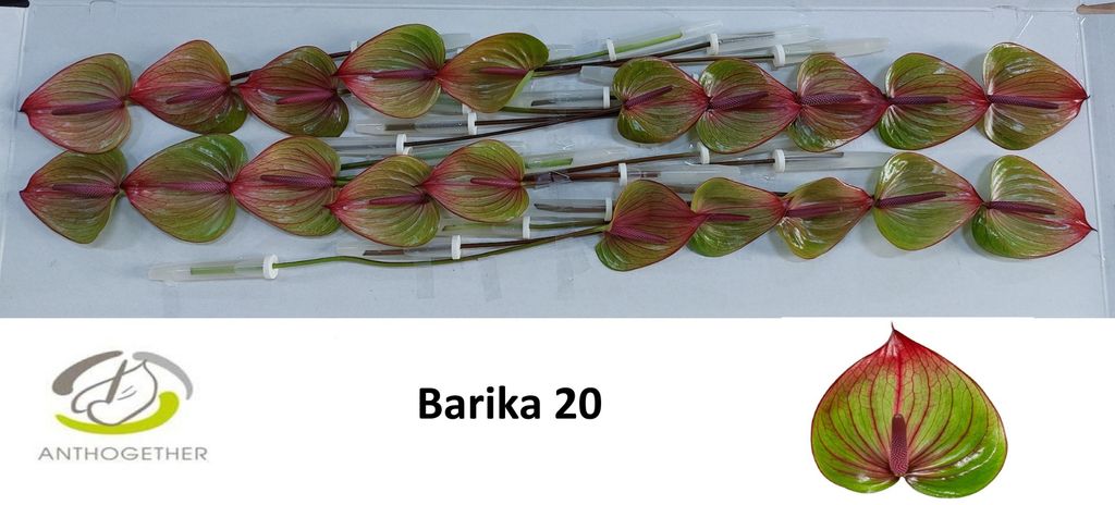 Срезанные цветы оптом Anthurium barika от 20шт из Голландии с доставкой по России
