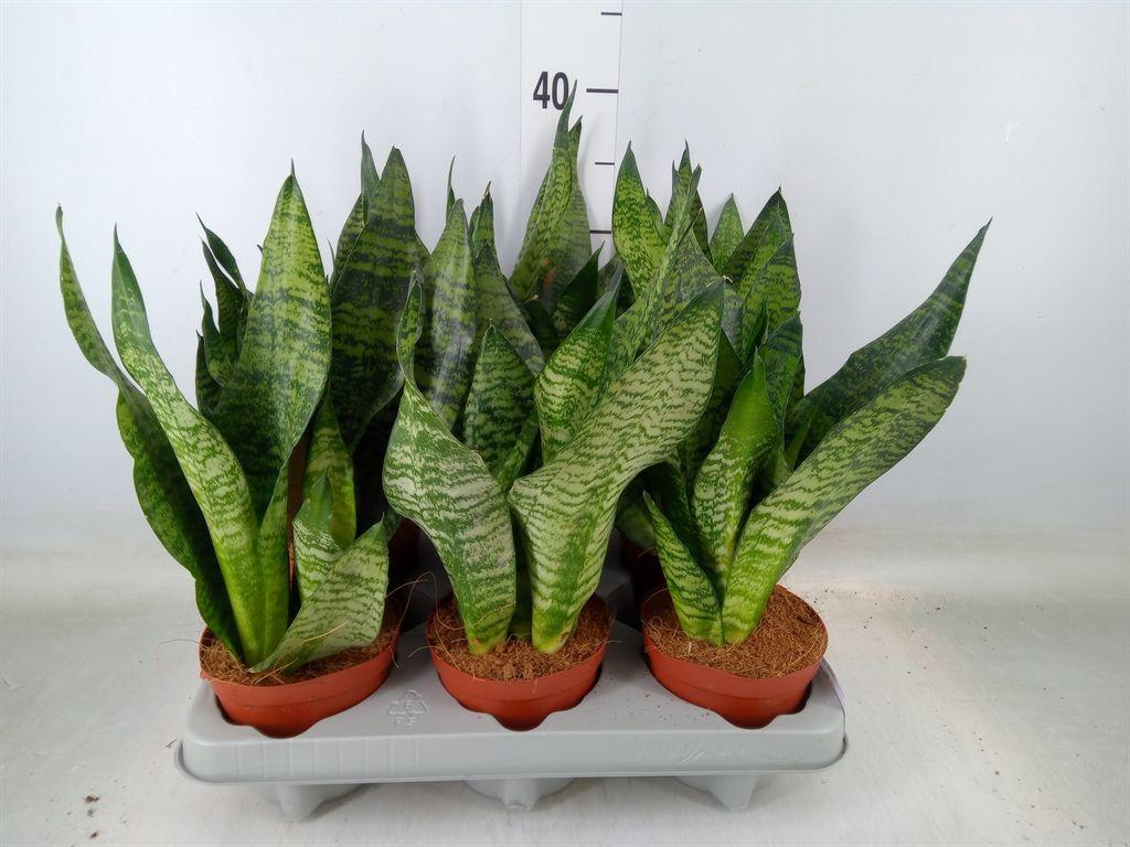 Горшечные цветы и растения оптом Sansevieria Zeylanica от 6шт из Голландии с доставкой по России