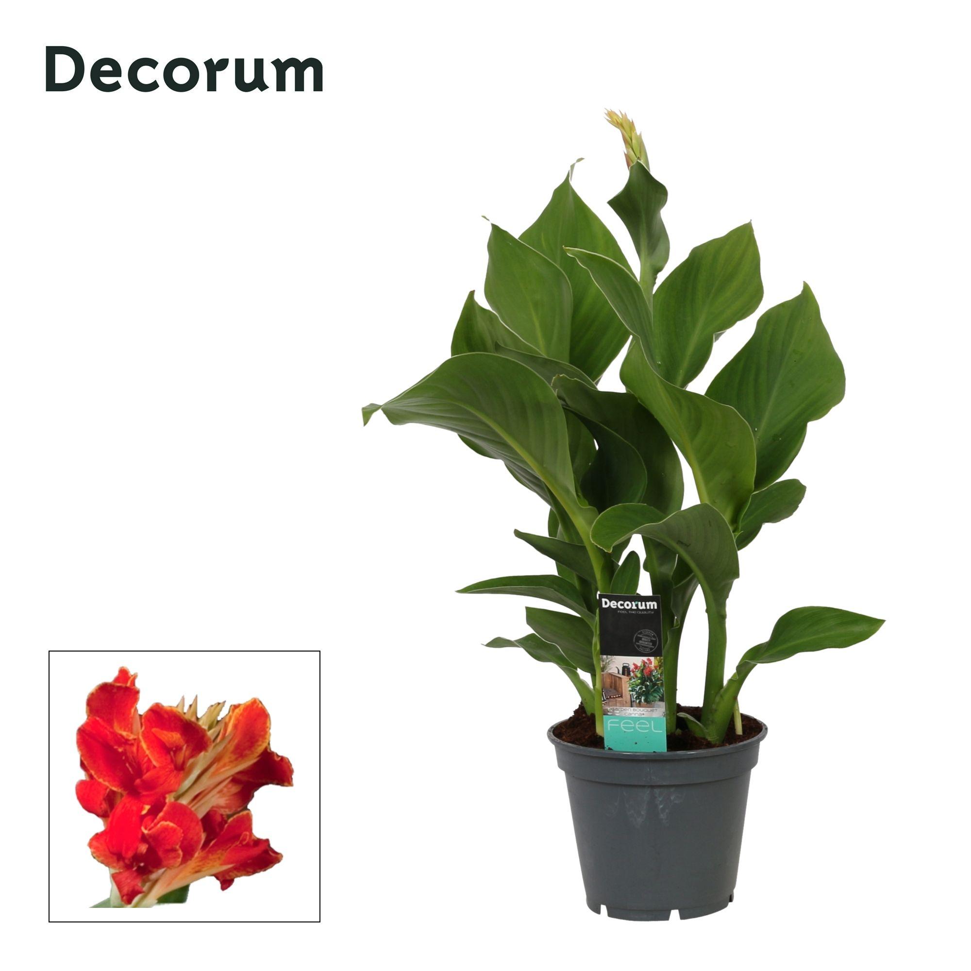 Горшечные цветы и растения оптом Canna Madeira (decorum) от 6шт из Голландии с доставкой по России