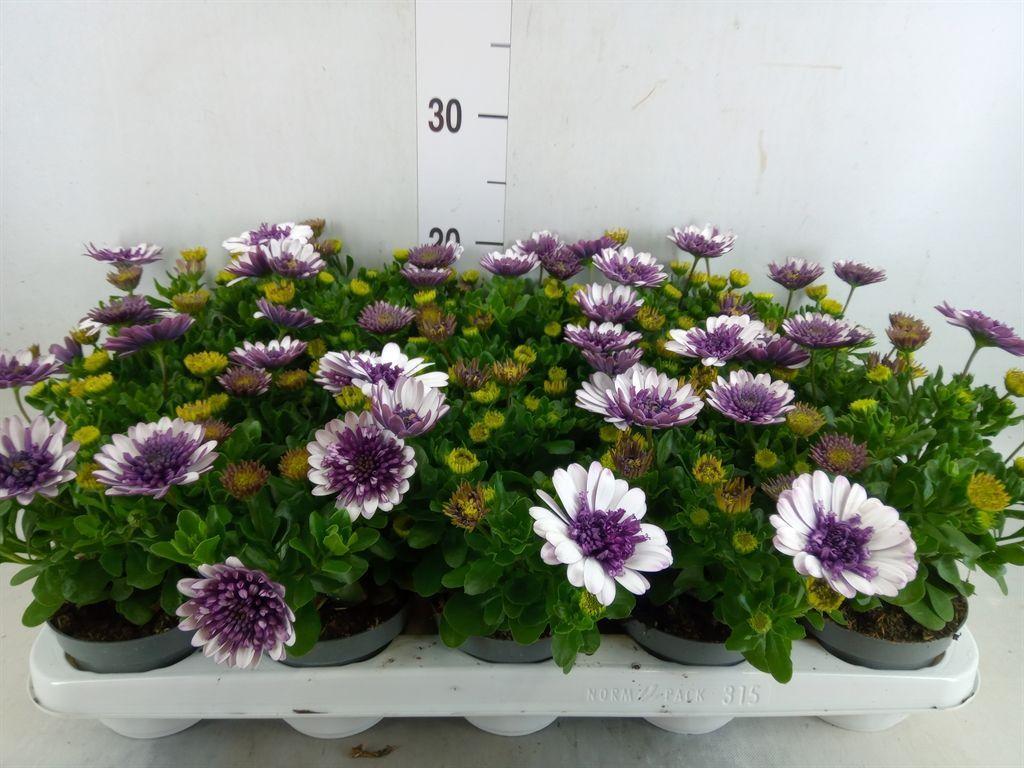 Горшечные цветы и растения оптом Osteospermum   ... от 15шт из Голландии с доставкой по России