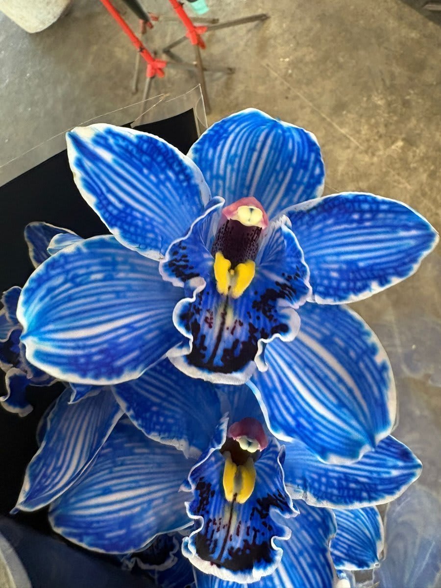 Срезанные цветы оптом Cymbidium paint h% от 6шт из Голландии с доставкой по России