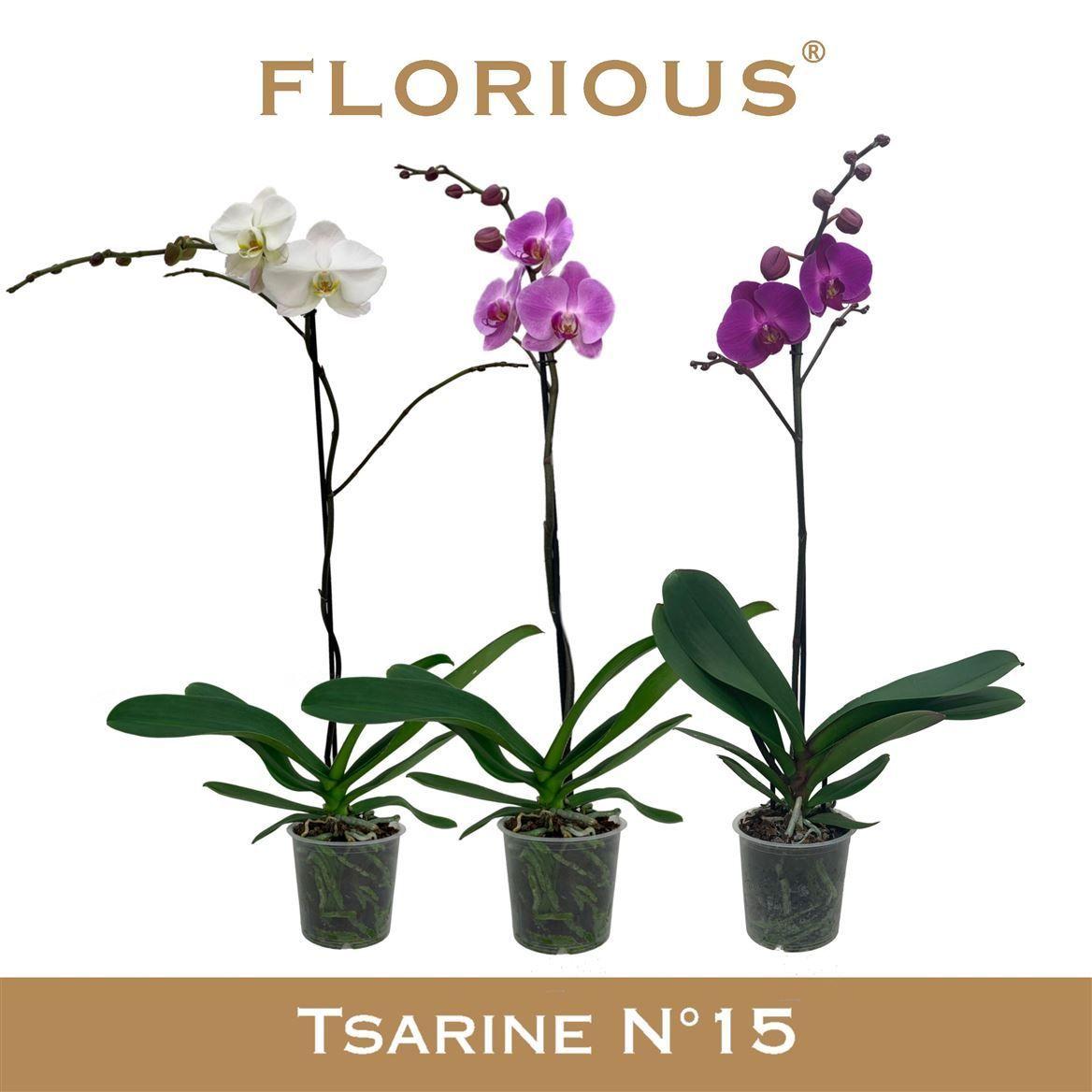 Горшечные цветы и растения оптом Phal 1st Grandi Mix 9+ (florious) от 7шт из Голландии с доставкой по России