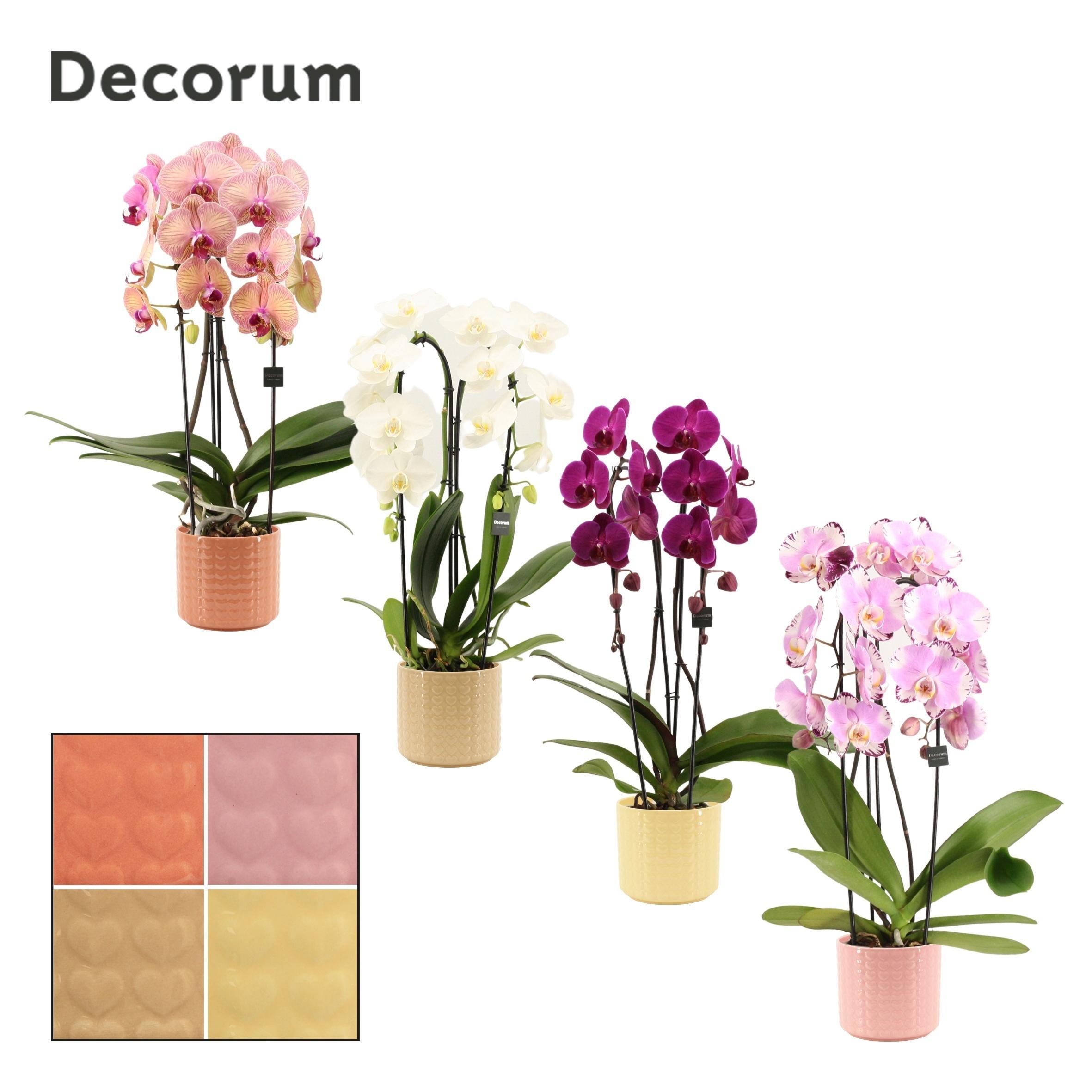 Горшечные цветы и растения оптом Phal Gem 4 Kl от 5шт из Голландии с доставкой по России