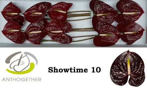 Срезанные цветы оптом Anthurium showtime от 10шт из Голландии с доставкой по России