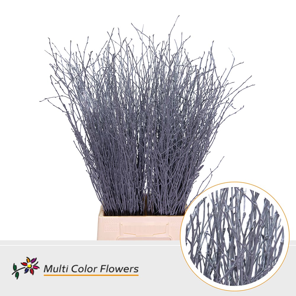 Срезанные цветы оптом Betula paint grey от 100шт из Голландии с доставкой по России