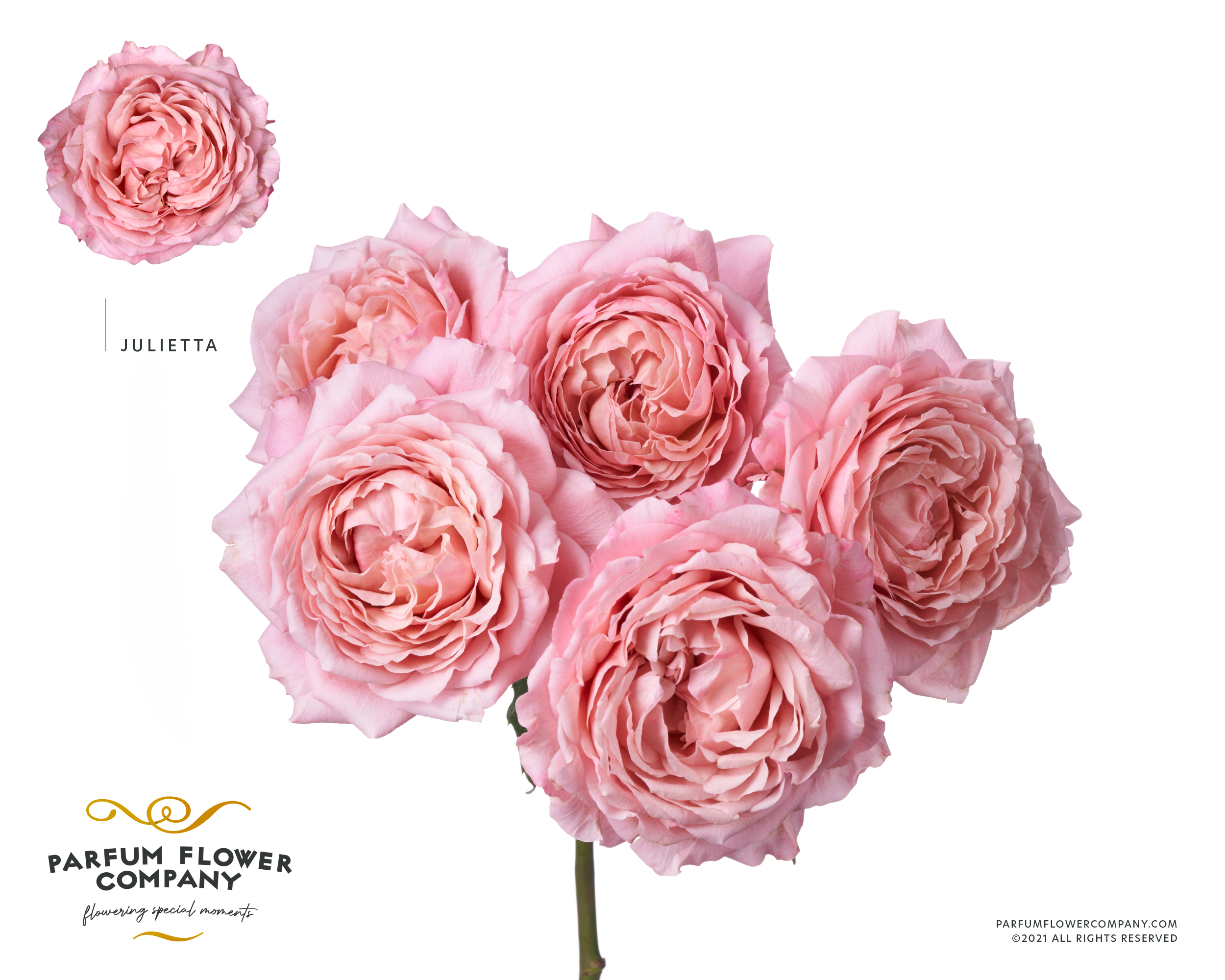 Срезанные цветы оптом Rosa spray garden julieta от 12шт из Голландии с доставкой по России