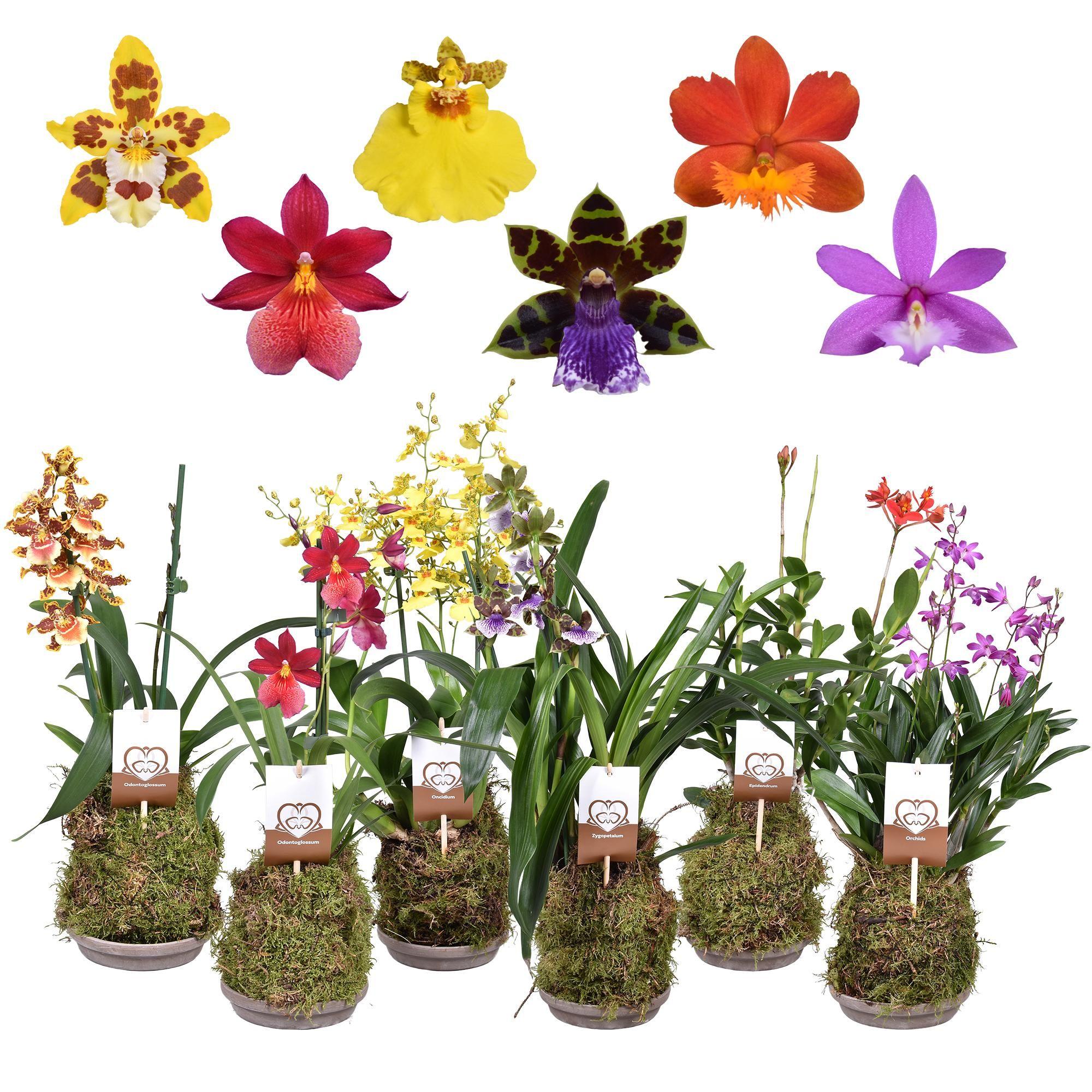 Горшечные цветы и растения оптом Orchids Forrest 2st Terracotta Schaal от 4шт из Голландии с доставкой по России
